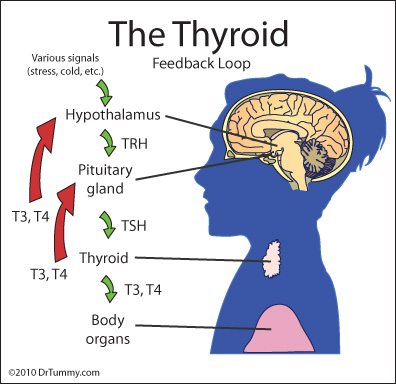 thyroid_feedback.jpg